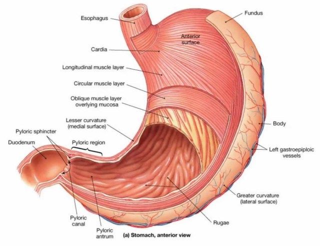 Stomach And Associated Organs Model